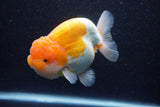 Jumbo Lionchu  Red White 5 Inch (ID#224R12a-98)