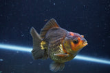 Thai Oranda  Bronze 4 Inch (ID#924To1b-33) Free2Day SHIPPING