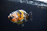 Milk Cow Ranchu  Calico 4.5 Inch (ID#1220R10c-83) Free2Day SHIPPING