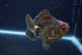 Thai Oranda  Bronze 4 Inch (ID#924To1b-33) Free2Day SHIPPING