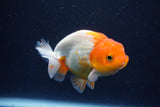 Juvenile Lionchu  Red White 3.5 Inch (ID#1022R11b-36) Free2Day SHIPPING