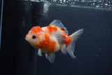 Yuan Bao Oranda  Sakura 4 Inch (ID#0107Yb10b-77) Free2Day SHIPPING