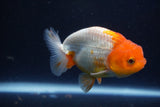 Juvenile Lionchu  Red White 3.5 Inch (ID#1022R11b-36) Free2Day SHIPPING