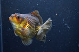 Thai Oranda  Bronze 4 Inch (ID#924To1b-33) Free2Day SHIPPING