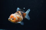 Yuan Bao Oranda  Calico 4 Inch (ID#311Yb10b-53) Free2Day SHIPPING