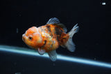 Yuan Bao Oranda  Calico 4 Inch (ID#311Yb10b-53) Free2Day SHIPPING