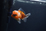 Yuan Bao Oranda  Calico 4 Inch (ID#0107Yb10b-78) Free2Day SHIPPING