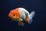 Juvenile Lionchu  Red White 3.5 Inch (ID#1022R11b-36) Free2Day SHIPPING