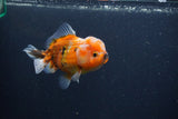 Yuan Bao Oranda  Calico 4 Inch (ID#0107Yb10b-78) Free2Day SHIPPING