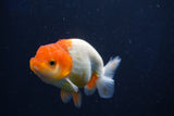 Juvenile Lionchu  Red White 3.5 Inch (ID#1022R11b-36) Free2Day SHIPPING