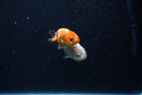 2Pack Ranchu   2 Inch (ID#221RPTD-1) Free2Day SHIPPING