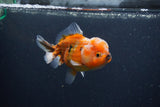 Yuan Bao Oranda  Calico 4 Inch (ID#0107Yb10b-78) Free2Day SHIPPING