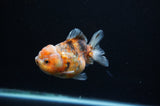 Yuan Bao Oranda  Calico 4 Inch (ID#311Yb10b-53) Free2Day SHIPPING
