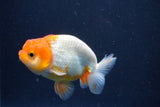 Juvenile Lionchu  Red White 3.5 Inch (ID#1022R11b-36) Free2Day SHIPPING