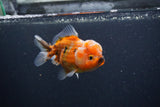 Yuan Bao Oranda  Calico 4 Inch (ID#0107Yb10b-78) Free2Day SHIPPING