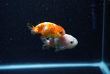 2Pack Ranchu   2 Inch (ID#221RPTD-1) Free2Day SHIPPING