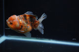 Yuan Bao Oranda  Calico 4 Inch (ID#311Yb10b-53) Free2Day SHIPPING