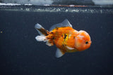 Yuan Bao Oranda  Calico 4 Inch (ID#0107Yb10b-78) Free2Day SHIPPING