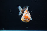 Yuan Bao Oranda  Calico 4 Inch (ID#311Yb10b-53) Free2Day SHIPPING