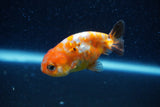 2Pack Ranchu   2 Inch (ID#221RPTD-1) Free2Day SHIPPING