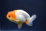 Juvenile Lionchu  Red White 3.5 Inch (ID#1022R11b-36) Free2Day SHIPPING