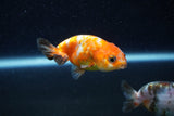 2Pack Ranchu   2 Inch (ID#221RPTD-1) Free2Day SHIPPING