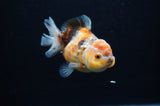 Yuan Bao Oranda  Calico 4 Inch (ID#311Yb10b-53) Free2Day SHIPPING