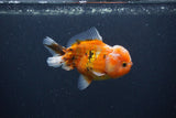 Yuan Bao Oranda  Calico 4 Inch (ID#0107Yb10b-78) Free2Day SHIPPING