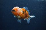 Yuan Bao Oranda  Calico 4 Inch (ID#0107Yb10b-78) Free2Day SHIPPING