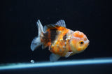 Yuan Bao Oranda  Calico 4 Inch (ID#311Yb10b-53) Free2Day SHIPPING