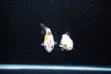 2Pack Ranchu 1.5-2 Inch (ID#1206ToPTD-12) Free2Day SHIPPING