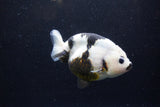 Milk Cow Ranchu  Calico 4.5 Inch (ID#1220R10c-84) Free2Day SHIPPING