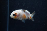 2Pack Ranchu   2 Inch (ID#221RPTD-1) Free2Day SHIPPING