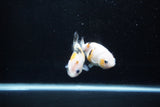 2Pack Ranchu 1.5-2 Inch (ID#1206ToPTD-12) Free2Day SHIPPING