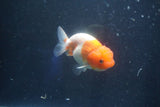 Juvenile Lionchu  Red White 3.5 Inch (ID#1022R11b-37) Free2Day SHIPPING