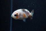 2Pack Ranchu   2 Inch (ID#221RPTD-1) Free2Day SHIPPING