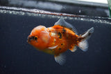 Yuan Bao Oranda  Calico 4 Inch (ID#0107Yb10b-78) Free2Day SHIPPING