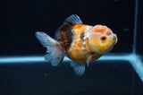 Yuan Bao Oranda  Calico 4 Inch (ID#311Yb10b-53) Free2Day SHIPPING