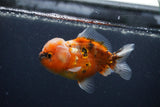 Yuan Bao Oranda  Calico 4 Inch (ID#0107Yb10b-78) Free2Day SHIPPING