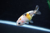 2Pack Ranchu 1.5-2 Inch (ID#1206ToPTD-12) Free2Day SHIPPING