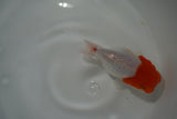 Tancho Lionchu  Red White 3.5 Inch (ID#1112R2c-78) Free2Day SHIPPING