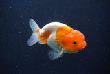 Juvenile Lionchu  Red White 3.5 Inch (ID#1022R11b-37) Free2Day SHIPPING