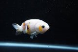 2Pack Ranchu 1.5-2 Inch (ID#1206ToPTD-12) Free2Day SHIPPING