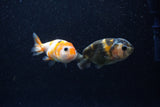2Pack Ranchu   2 Inch (ID#221RPTD-2) Free2Day SHIPPING