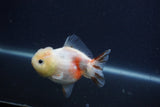 Yuan Bao Oranda  Sakura 3.5 Inch (ID#0107Yb10b-79) Free2Day SHIPPING