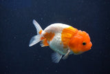 Juvenile Lionchu  Red White 3.5 Inch (ID#1022R11b-37) Free2Day SHIPPING