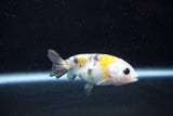 2Pack Ranchu 1.5-2 Inch (ID#1206ToPTD-12) Free2Day SHIPPING