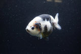 Milk Cow Ranchu  Calico 4.5 Inch (ID#1220R10c-84) Free2Day SHIPPING