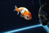 2Pack Ranchu   2 Inch (ID#221RPTD-2) Free2Day SHIPPING