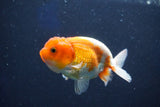 Juvenile Lionchu  Red White 3.5 Inch (ID#1022R11b-37) Free2Day SHIPPING